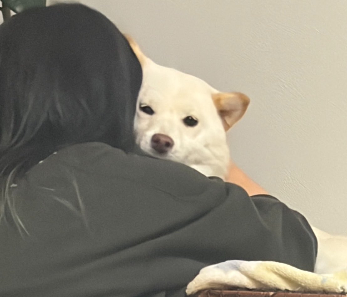 KotaroShiba1025's tweet photo. だる絡み許してくれるタイプの柴犬 https://t.co/BwyYnOn6LM