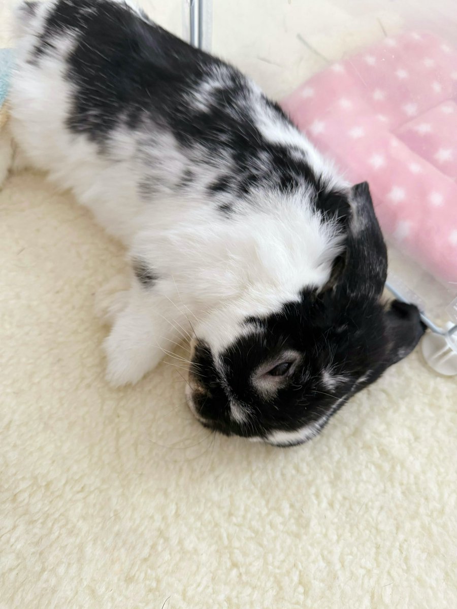 oswaldcow's tweet photo. ごろんとお昼寝中。 すやすや💤 https://t.co/jn9eT3zzO1