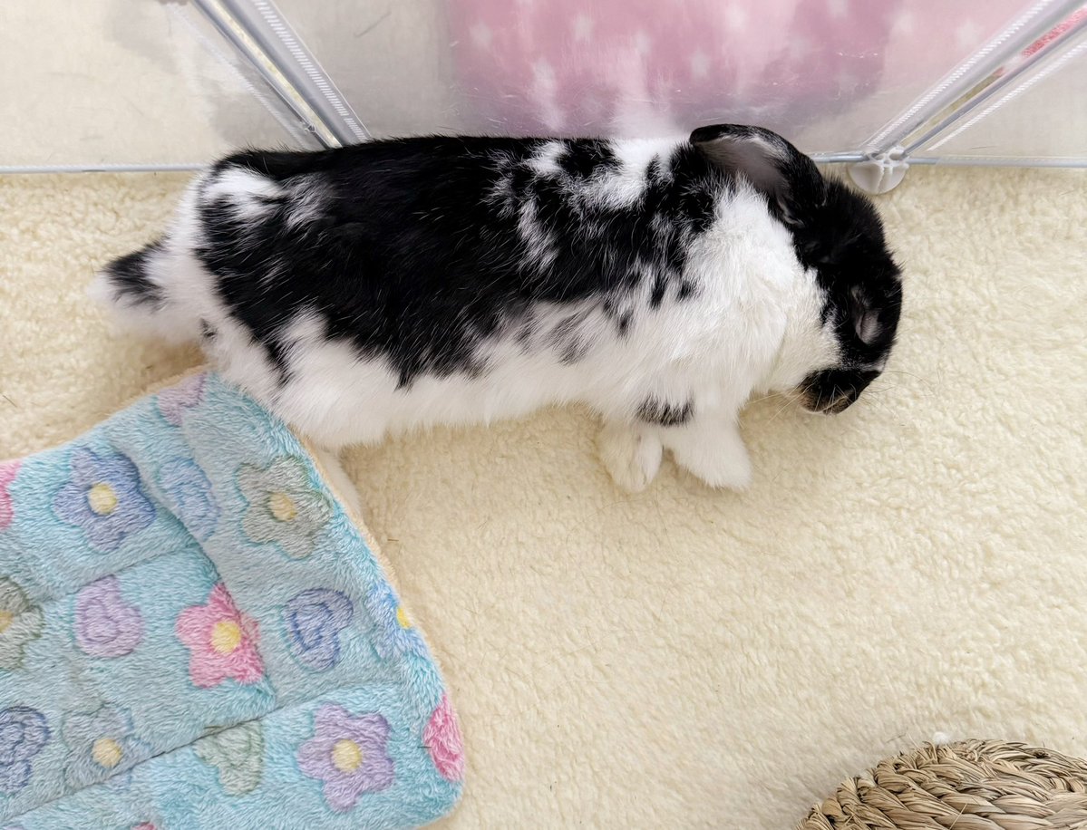 oswaldcow's tweet photo. ごろんとお昼寝中。 すやすや💤 https://t.co/jn9eT3zzO1