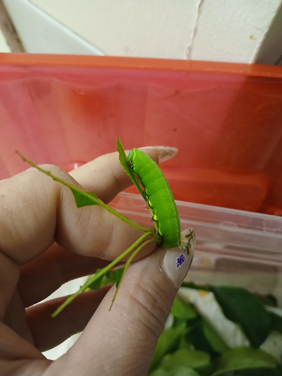 AngroroSenpai's tweet photo. Look at the size of this chud I found today (he goes into quarantine) https://t.co/OpQYTRii6P