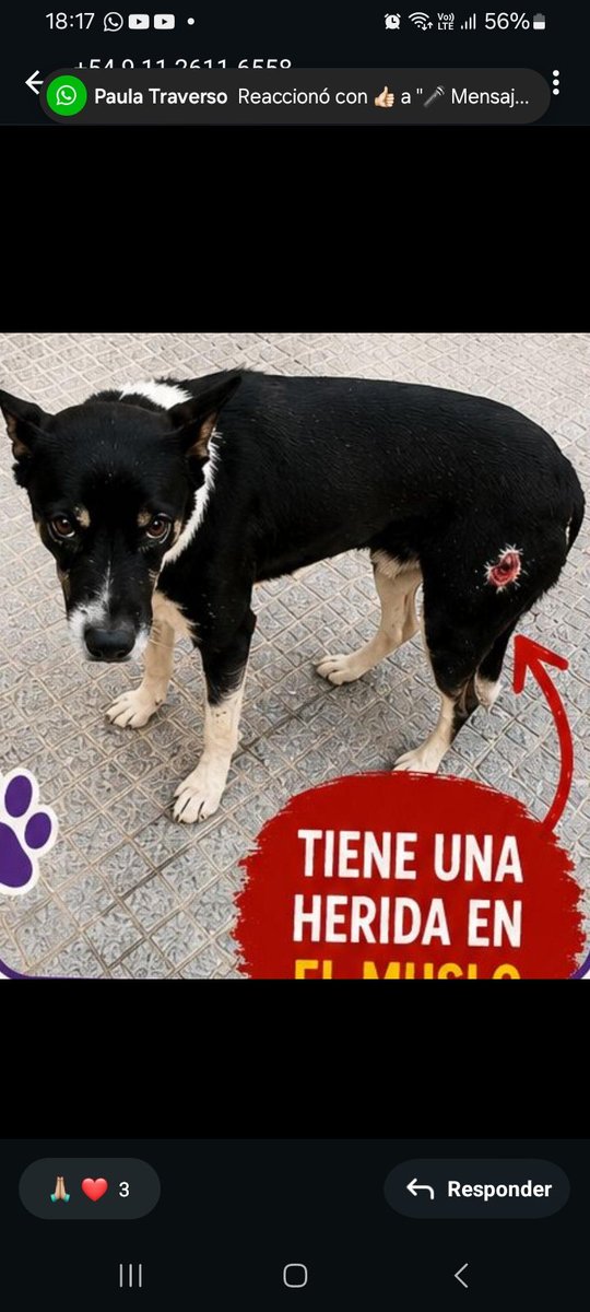 RaquelMait's tweet photo. @buscaperrosbsas 
Buscamos  a Tyson, es de unos cartoneros de de Bajo Flores.Un grupo de madrinas rescatamos a otro perrito llamado Negrito en mal estado y queremos hacer lo mismo con Tyson.Fue visto en Cucha Cucha al 2000- Paternal. Tiene herida en muslo izquierdo 11 54841049 https://t.co/aqQrDPbzGm