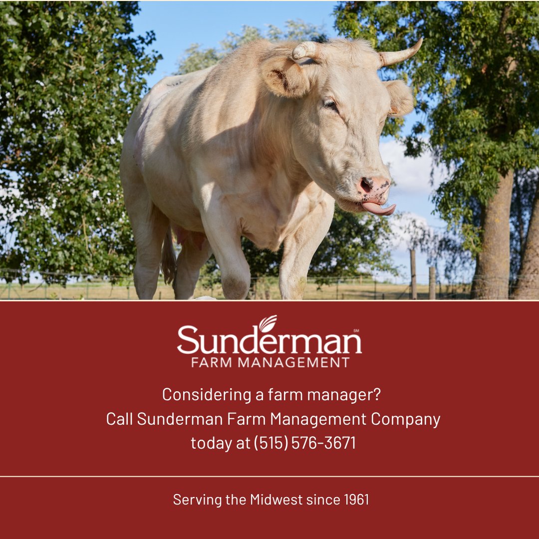Sundermanfarm's tweet photo. Considering a farm manager means trusting someone to care for more than just the acres.

At Sunderman Farm Management Co., we understand agriculture because we live it every day, from crop production and conservation practices to livestock operations and long-term land stewardship. Our team works closely with landowners to help protect the productivity, value, and future of their farms.

For more than 60 years, families across the Midwest have trusted us to help manage what matters most.

#FarmManagement #IowaAgriculture #Livestock #LandStewardship #MidwestAg