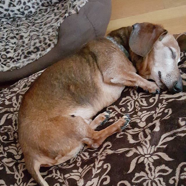 dachshund_heave's tweet photo. She is 22 today❤️ https://t.co/TtqXiVFP1a