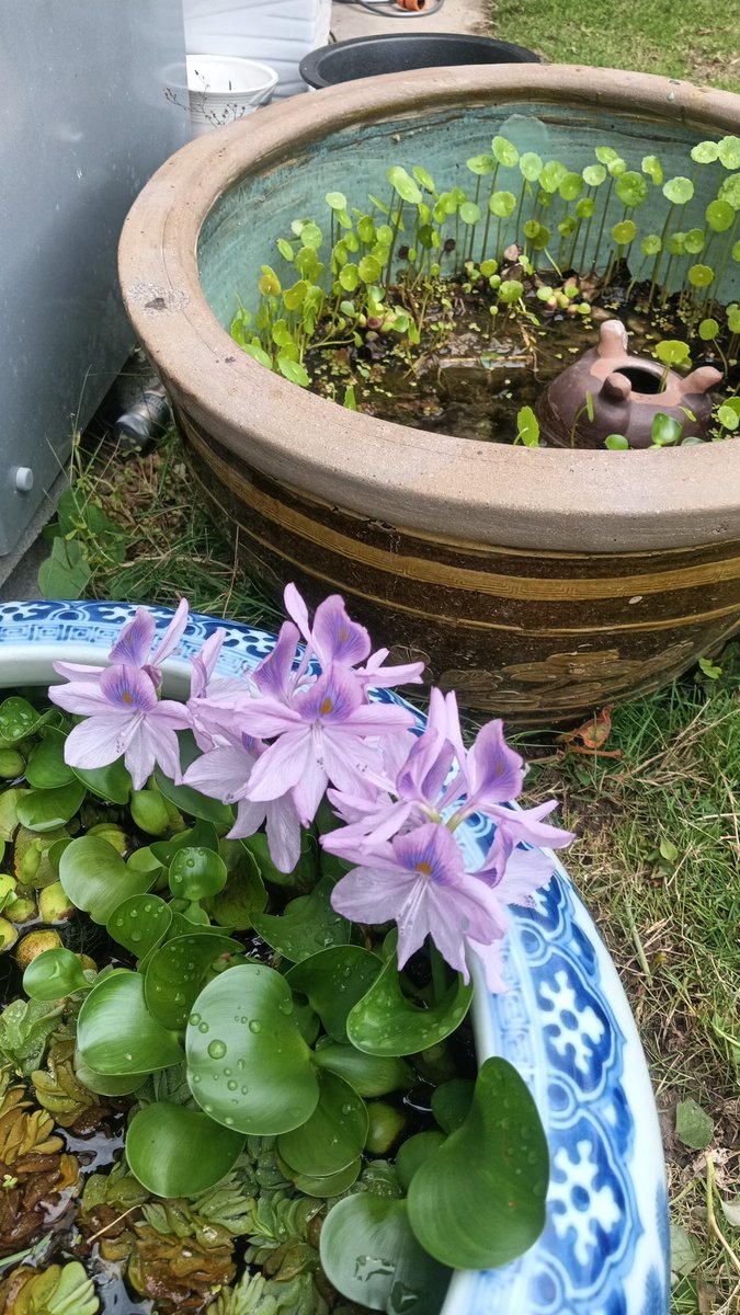 amazonflex55's tweet photo. 庭の布袋草が咲きました！
家で同時に3本同時に咲くのは珍しいです。
#ホテイ草
#水草 https://t.co/CMpnxzGCkk