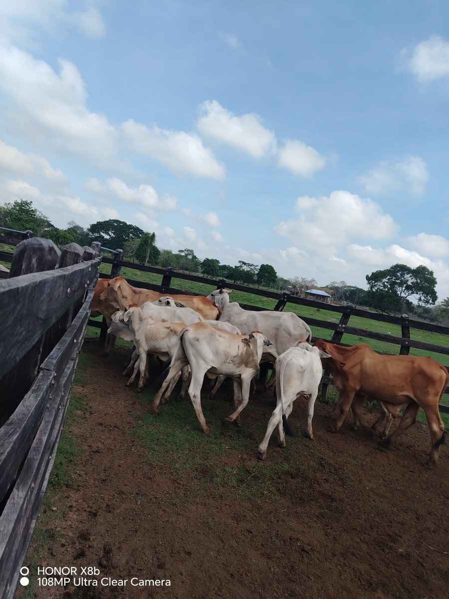PlFedegan's tweet photo. #orgullosamenteganaderosbajo Entre corrales y pasturas, seguimos trabajando para fortalecer el campo y generar oportunidades para nuestra región. 🌱🤠
@Fedegan @jflafaurie @FngFedeganPlato @PLBarraquilla @plelbanco @plariguani @PLFundacion @pivijaypl https://t.co/U9Rlxpcsuw