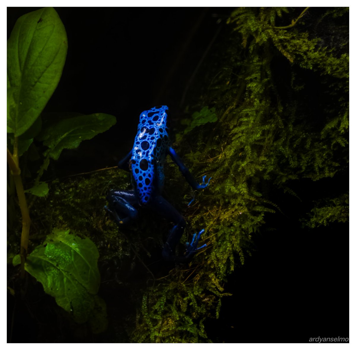 ardyanselmo's tweet photo. Blue Poison Dart Frog

#photography #nature https://t.co/UqTV3LpWeP