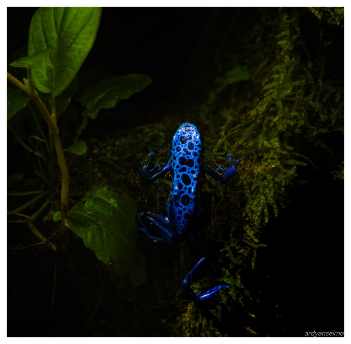 ardyanselmo's tweet photo. Blue Poison Dart Frog

#photography #nature https://t.co/UqTV3LpWeP