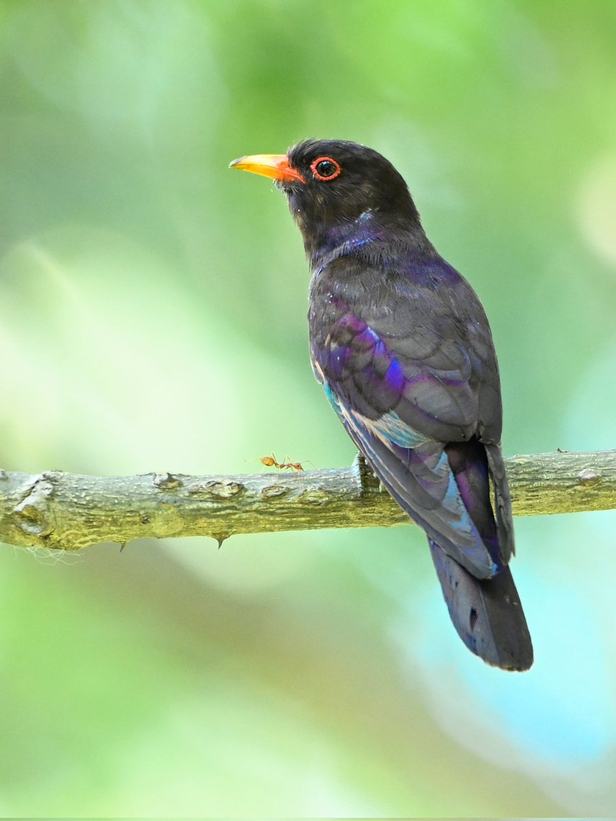 manishariprasad's tweet photo. Lifer no 12, yes.
The Violet Cuckoo. One of the rarities from this trip.
The only bird from India with Violet in the name.
Observed it for almost an hour flitting between low canopy greens and open leafless trees.

Oh, And that little ant!
#IndiAves @IndiAves
#HimalayanBirds- 16 https://t.co/n12LzeEgQs