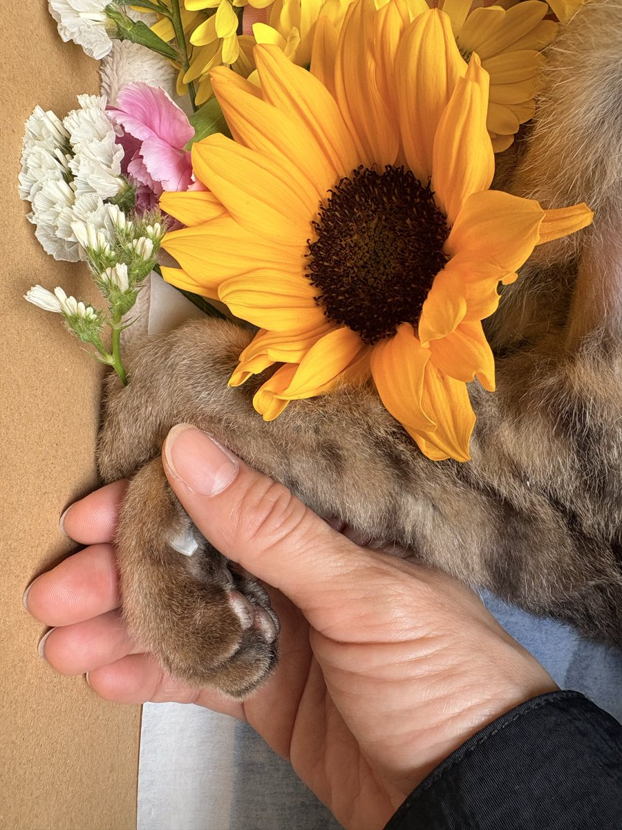 moe_bmh's tweet photo. 昨日父が亡くなりました。
同じ日の2ヶ月前闘病中の愛猫なつみも亡くなりました。
家族が一気に減ってしまった感じで
とても悲しいです。
まだ悲しすぎて今に向き合えないので
仕事に集中して日常を過ごします。

父もなつみも闘病お疲れ様でした。
たくさん休んで。のびのび過ごしてね https://t.co/Hj2Kp1gD48