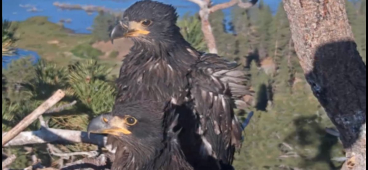 DonaldD1's tweet photo. Eaglets Sandy and Luna June 4, 2026 https://t.co/88AXpmcXuA
