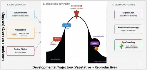 NewPhyt's tweet photo. #Viewpoint: The epigenetic set-point: metabolic and redox gating of developmental transitions in plants

@peerlatif
👇

📖 https://t.co/JP0JbiDkj1

#LatestIssue #PlantScience https://t.co/lOwBgsf4oA