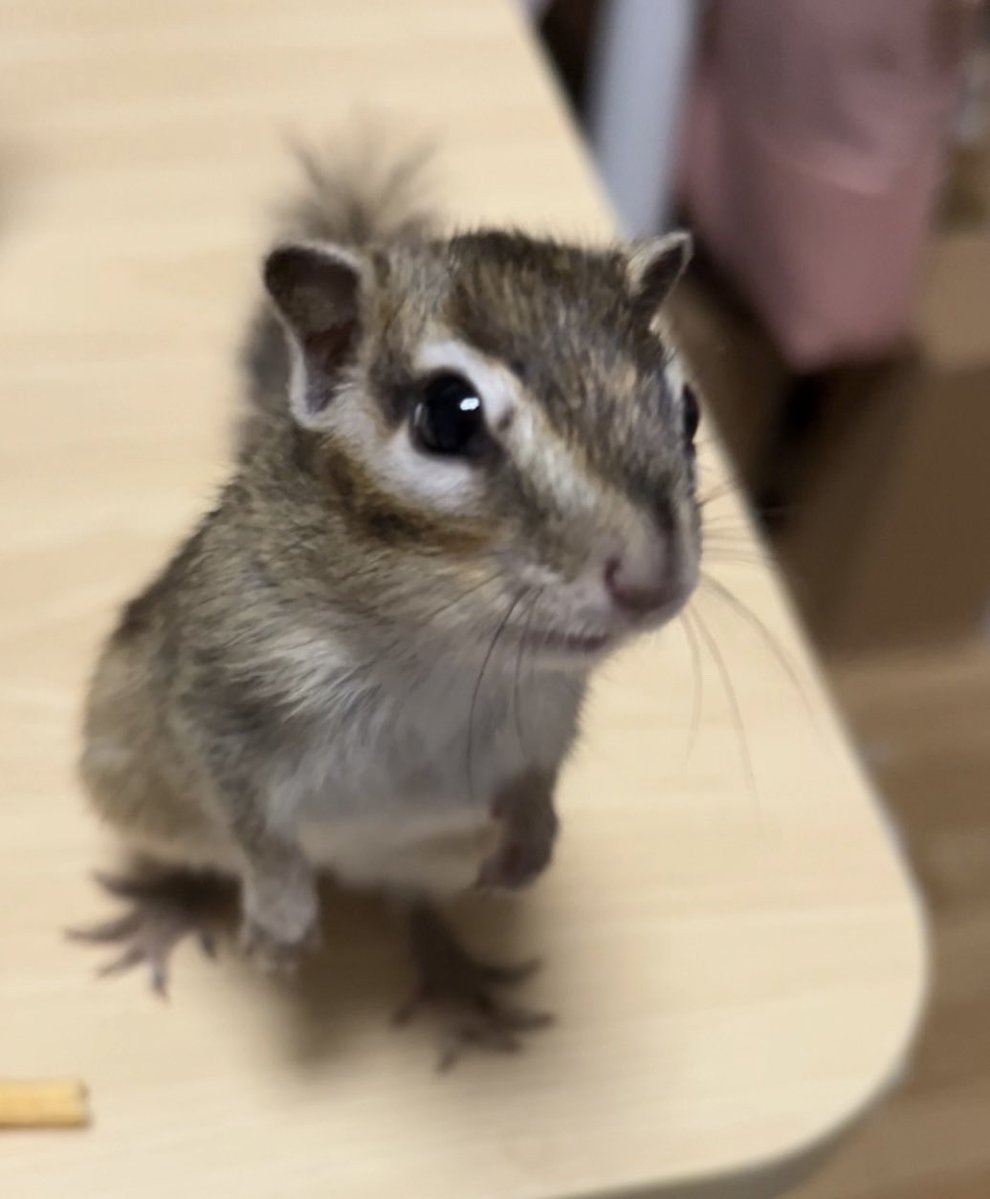 chacha_jpvt's tweet photo. シマリス二代目🐿️
りんりん君 生後3ヶ月

Rin Rin kun🐿️🩵 https://t.co/HtP4SzWPvF