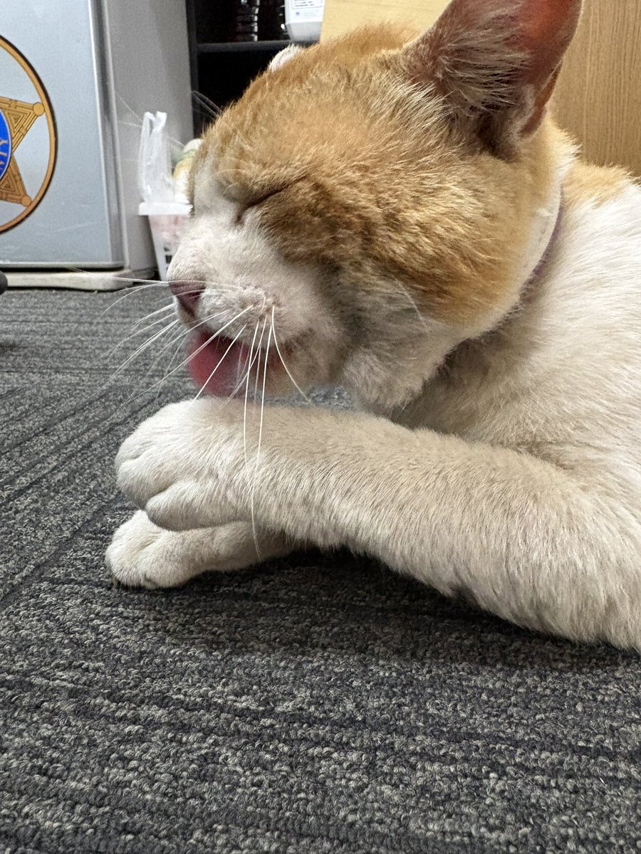 f2plant's tweet photo. ＼ 今日のりく ＆ 定例会のお知らせ ／ 

🐾 週末の定例会スケジュールはこちら！ 

📅 定例会 開催状況 
・6月6日（土）:【開催決定】
・6月7日（日）：【開催決定】

皆さまのエントリーをお待ちしております🔫✨

#サバゲー #F2PLANT #F2プラント #ねこ https://t.co/mmAmMMDqhP