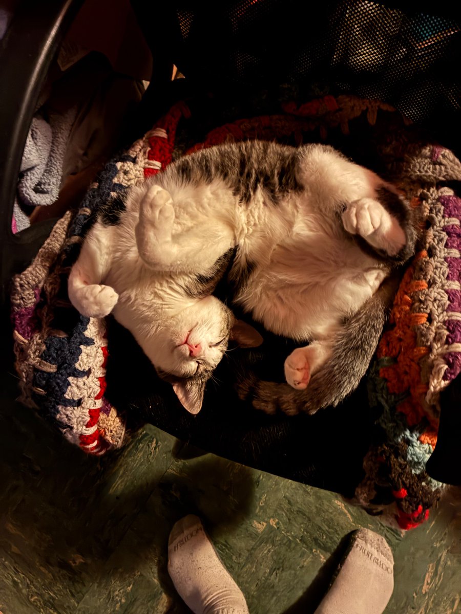 Phryj's tweet photo. Twisty cat! https://t.co/vK4EBVw7cs