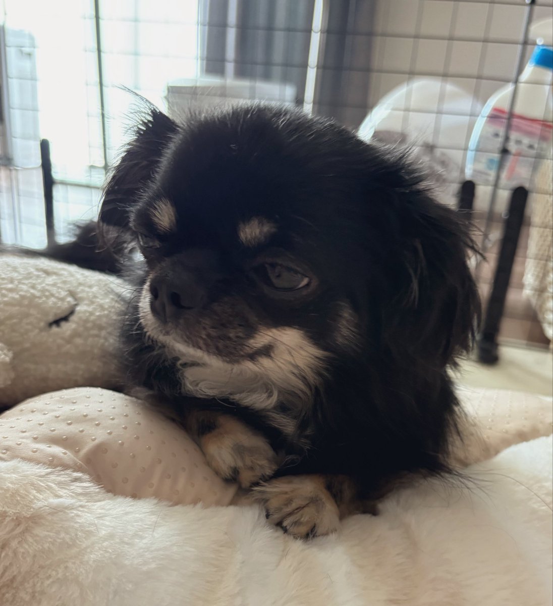 うちの犬ちゃん(ちわわ) (@chikuwa__chan) / Posts / X