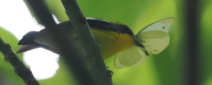 BirdResearch's tweet photo. ナミエシロチョウを食べるリュウキュウキビタキ。リュウキュウキビタキの記録はまだこの1件でした
食性データベース（写真はなくてOK！）
https://t.co/ZhvA2fvl5x https://t.co/X93Hy1Q2z7