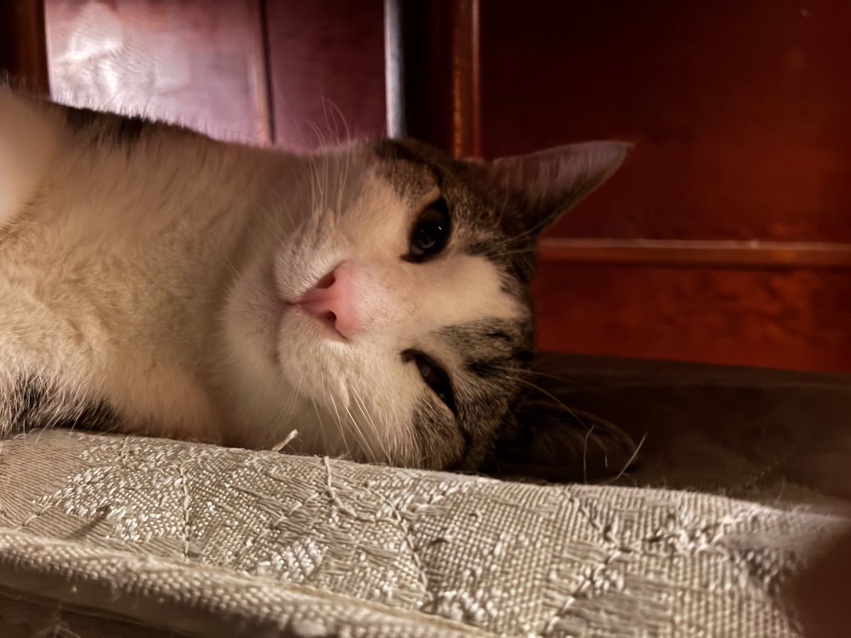 Phryj's tweet photo. Cat! https://t.co/SQBWHVzAHP