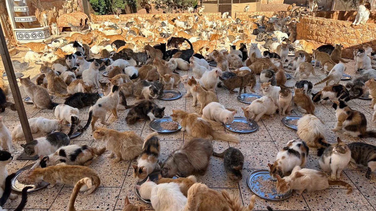 theAleppoCatmen's tweet photo. Every cat you see here has a story. Many were bombed, abandoned, injured, unwanted. Left to survive on their own. Today, they are safe, cared for, and surrounded by love.
But right now, we are facing a difficult reality.
Our food supplies are running dangerously low, and within just a few weeks we may have little to nothing left to feed them. With so many hungry mouths depending on us every single day, the challenges are sometimes overwhelming.
The good news is that no donation is too small.
If everyone who sees this post gave just a little, our food store would be full again. A couple of dollars, a couple of euros, a few pounds—it all adds up and makes a real difference.
Every can of food matters.
Every donation helps. Every time you share, it reaches someone who may be able to help.
A lot of drops of water, eventually fill a big bucket. 🪣
Donate if you can. Share if you can't.

https://t.co/USCiGmjGD0 

https://t.co/lFOrY8fk5H 

https://t.co/CF2PQc9g5l 

https://t.co/M40t0SCuHc - 

Our bank account is-
Banca Sella SPA,
Via Italia 2, Biella, 13900, Italia.
Account name -House of cats Ernesto
IBAN IT73E0326822300052461720340 

And you can buy dried food in our website shop here...
Canned wet food– https://t.co/c07LyVNyPw
Dried food -
https://t.co/l5gAY6tWW6
