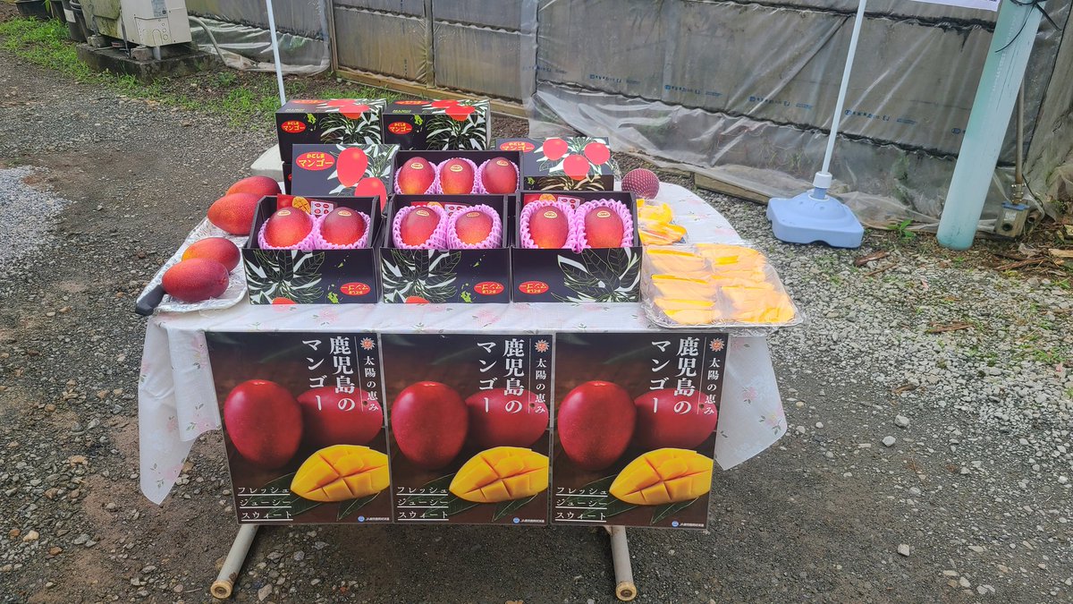 shunichi_ueno's tweet photo. 本日、令和8年産さつまのマンゴー収穫祭が、フルーツの里　広瀬で行われました。温暖化等の影響から例年より二週間ほど遅れてますが、糖度も15度あり出来は最高です。皆さんも是非ご賞味ください。 https://t.co/pGrhB5CYgV