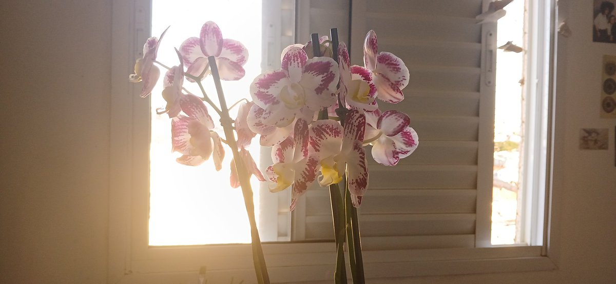 fireflynya's tweet photo. I LOVE ORCHIDS SM https://t.co/Mn1tEnuwIg