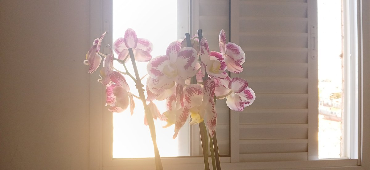 fireflynya's tweet photo. I LOVE ORCHIDS SM https://t.co/Mn1tEnuwIg
