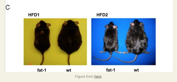 trikomes's tweet photo. Vertebrate animals cannot convert Ω-6 polyunsaturated fatty acids (PUFAs) to Ω-3 or vice versa, so dietary PUFA intake determines tissue Ω-6:Ω-3 levels.

Some creatures have enzymes that can interconvert Ω-6s and Ω-3s, allowing them to maintain an even balance even when dietary intake ratios are skewed.

What happens when genetically engineer mice so they have that gene, called "fat-1"? 

With the fat-1 gene, mice can now convert excess dietary Ω-6 PUFAs into Ω-3s, maintaining a more even balance.

Engineered mice have these features:

- Resistant to obesity, diabetes & liver disease
- Increased energy expenditure
- Lower inflammation

Look at the pictures below. Normal mice ("wt") gain much more weight on a high-fat diet than "fat-1" mice, which convert excess Ω-6 PUFAs into Ω-3s.

Source in reply.