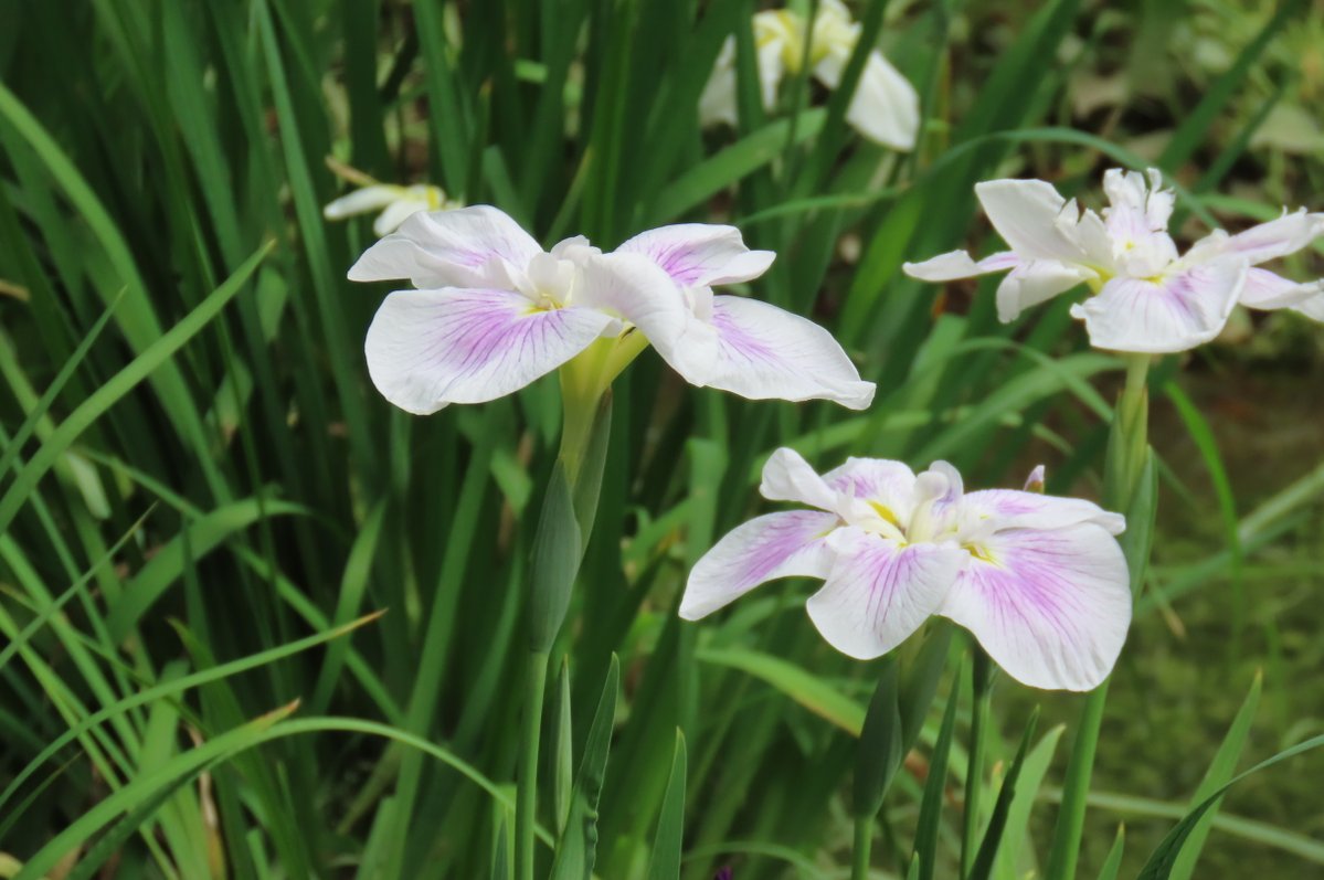 KorakuenGarden's tweet photo. #ハナショウブ の見ごろが続いています。空に向かってすっと伸びた茎の先に花を咲かせる姿には、凛とした気品と美しさが感じられます。ゆっくりと歩きながら、華やかな花菖蒲田全体の様子と変化に富んだ花の表情をお楽しみください。

#小石川後楽園　#日本庭園 https://t.co/xjM6rJqxVC