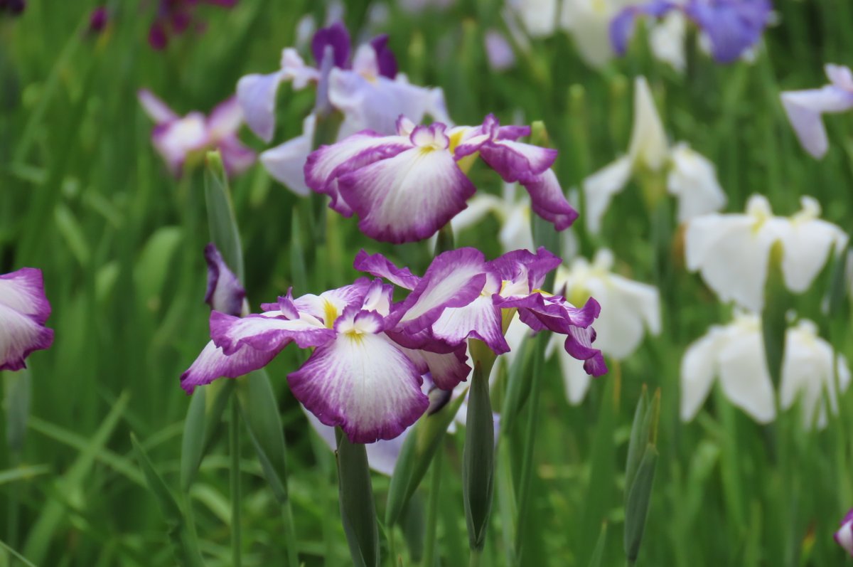 KorakuenGarden's tweet photo. #ハナショウブ の見ごろが続いています。空に向かってすっと伸びた茎の先に花を咲かせる姿には、凛とした気品と美しさが感じられます。ゆっくりと歩きながら、華やかな花菖蒲田全体の様子と変化に富んだ花の表情をお楽しみください。

#小石川後楽園　#日本庭園 https://t.co/xjM6rJqxVC