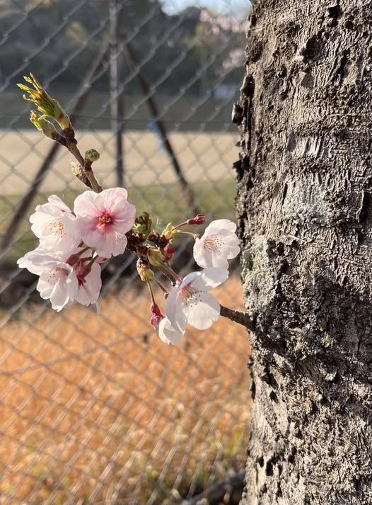ryuseiw6's tweet photo. 岡山の桜、青空に映えて綺麗だろうなぁ〜って思いながら、桜祭りの
賑わいが落ち着いた住めば都の地で、ウォーキングを始動しました。 https://t.co/vcM42Yh7d5