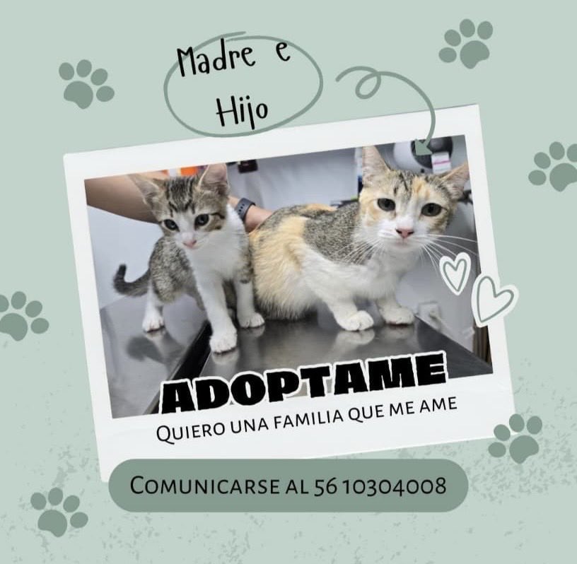 AleJuarezA's tweet photo. Mi gente, apóyenme con un generoso RT para que estos dos mininos, madre e hijo, encuentren una familia amorosa que los cuide y quiera toda su vida.

Gatita: un año y ya está esterilizada.
Gatito: dos meses y promesa de esterilización.
CDMX.

Informes en el teléfono de la imagen. https://t.co/hBHxrBAtxm