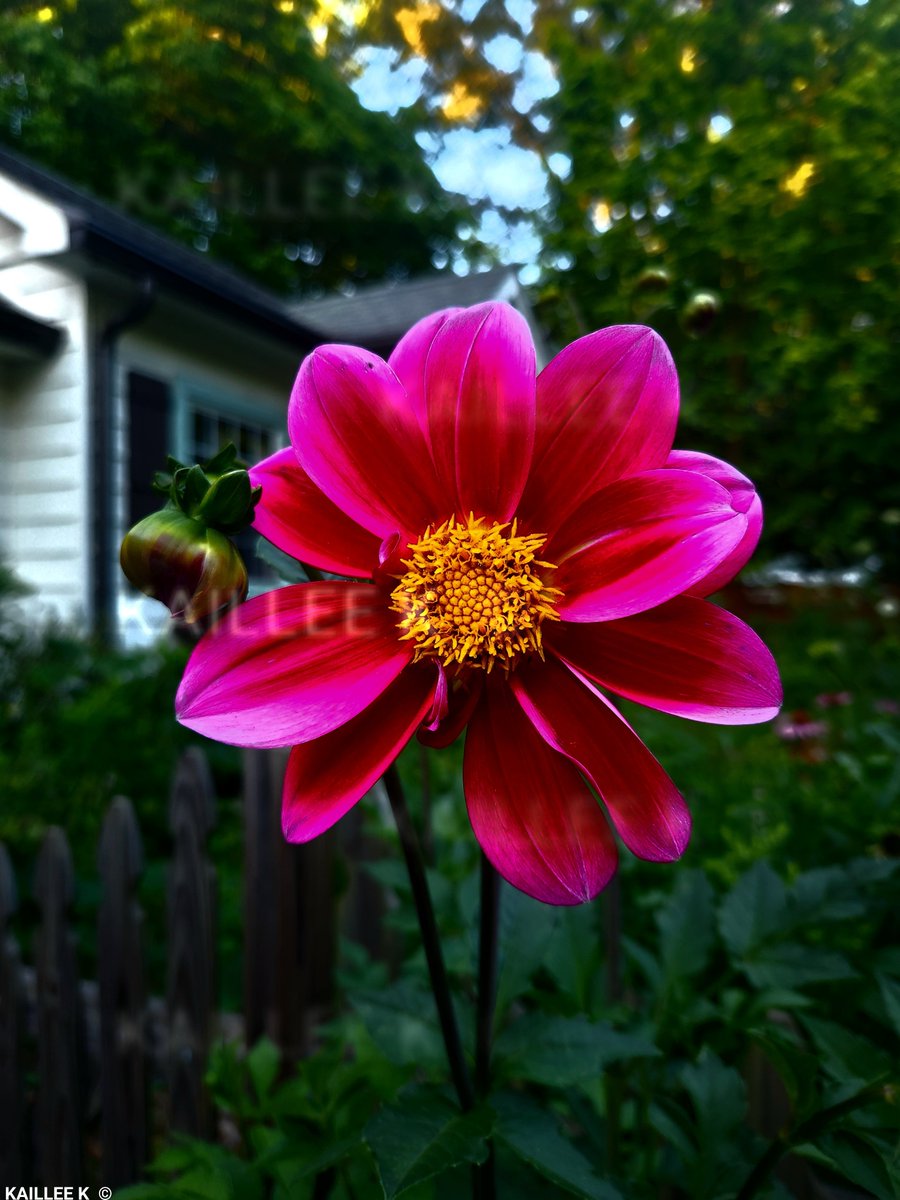 KailleeKing's tweet photo. I just want to start sharing my flowers, they're just sitting in my camera roll 🌱🌸 ENJOY https://t.co/Byqu1Tze1n