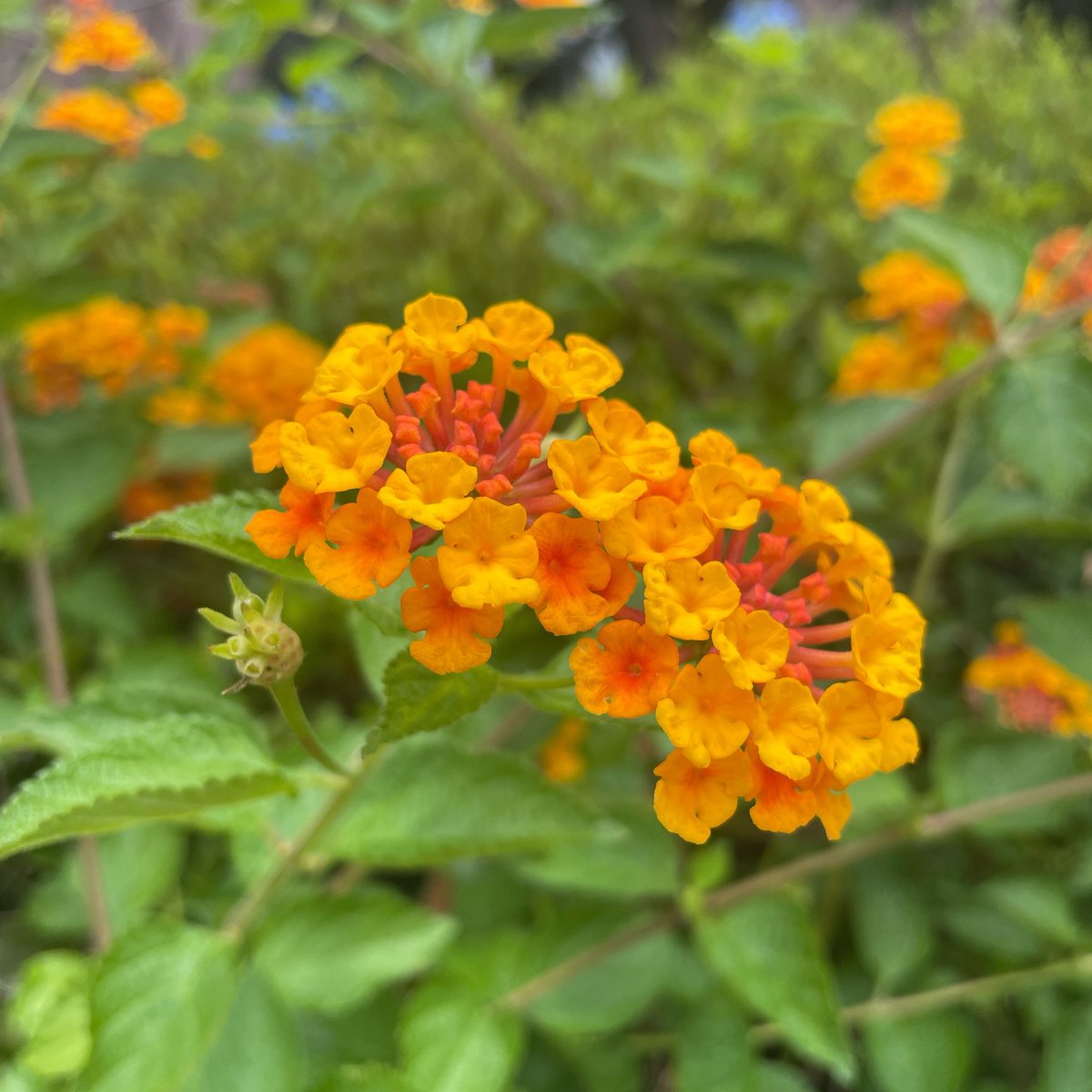 収録スタジオ近くに咲いていたランタナ（和名:七変化）💐 黄〜ピンク色