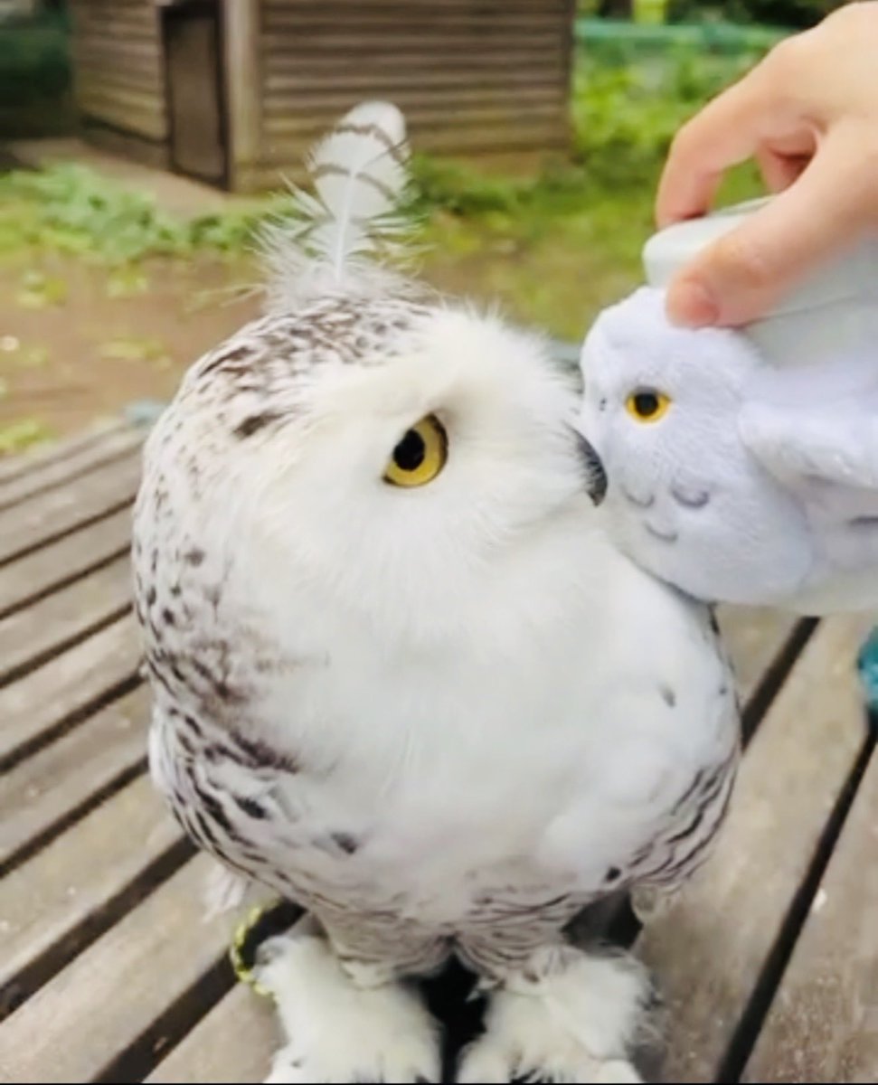 yasukoru's tweet photo. シロフクロウと遊ぶ動画
Playing with my Snowy Owl

【YouTube】https://t.co/8lw9XQBlwt https://t.co/9A4SdHk2P0