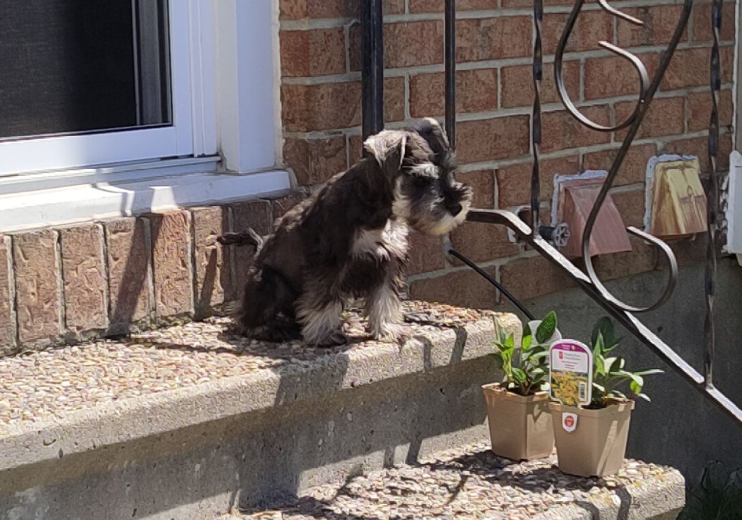 OldTechGuru's tweet photo. @trumplicans2024 German Schnauzer😇 https://t.co/Ki8kDMfFze