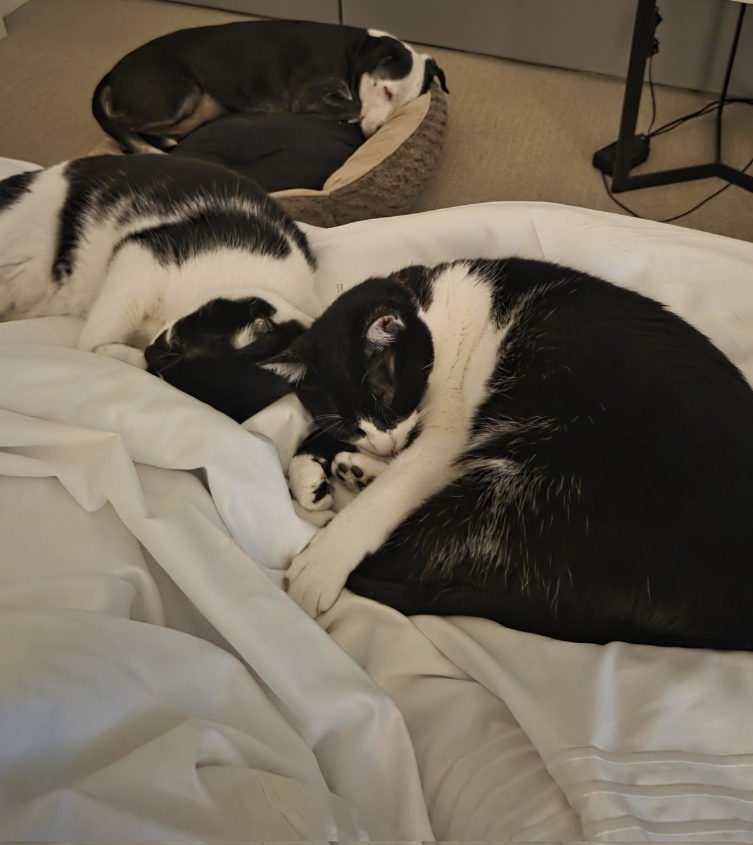 HeavPriv's tweet photo. In desperate need of donations..i lost my home in a house fire last month. Expenses and bills are stacking up and im still in a hotel without a home with my pets. I have no idea what else to do other than pray for a miracle.

https://t.co/svUcos5jS6

https://t.co/QByjgx8kBZ https://t.co/UEL0QQMjZw
