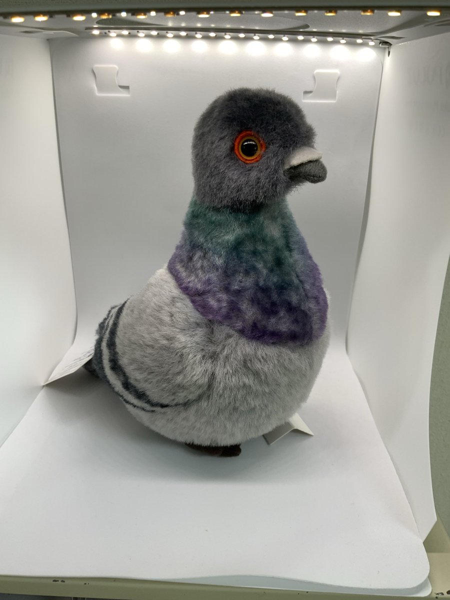 Dousin_kawaii's tweet photo. 全国４６００万人の(鳩)ポッポ屋の皆様🙇‍♀️(前日対比＋7%)

おはようございます🐦
お知恵を拝借したく存じます📕

こだわり鳩の修正サンプルが届いたことは、昨日報告した通りでございます🧐

全体的に2割強小さくなって帰ってきました彼ですが、何だか初回サンプルの【圧】がなくなってしまいました🐦

全体的に萎んでしまったことで、首が長く貧相な印象に🧐

そこで販売元さんと話しまして、いっそ最初のドデカ鳩で行く？という流れになってきております🧐

ドデカ鳩は綿がパンパンに詰まっているので、抱き心地が良く、存在感は言うまでもなくズバ抜けています🧐生物としてのリアルさよりも、ぬいぐるみの可愛さが持ち味です🙇‍♀️

一方で、小鳩の方は生物としてのリアルさを追いまして、収まりがいい子になりました🐦これ沢山いたら楽しいなぁ。。。ドデカ鳩の周りに座らせたいなぁ。。。と思わせる子でして、野生のシャープさや揉まれている感が出ております🥺

いずれのサンプルも気になっているのが
・クチバシが短く丸すぎる．コブが投げやり
・全体的に長さが足りない
・頭と首の形状がクッキリしすぎている
・目をオレンジに変更したら目台だけオレンジになっていた

点でして、ここを改善しますとかなり良くなると思います🙇‍♀️

その上でアンケートをとらせて頂きたく存じます‼️ツリーまでお願いします🙇‍♀️