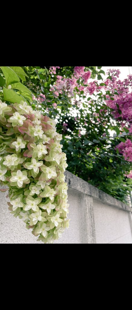 CLASSACT_JP tweet picture