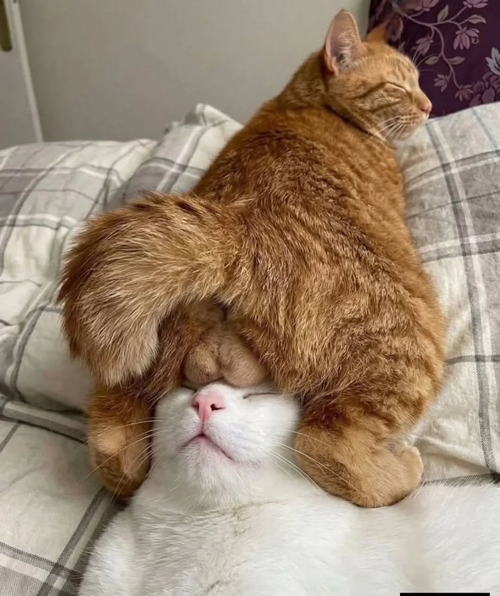 aura with cats tweet media