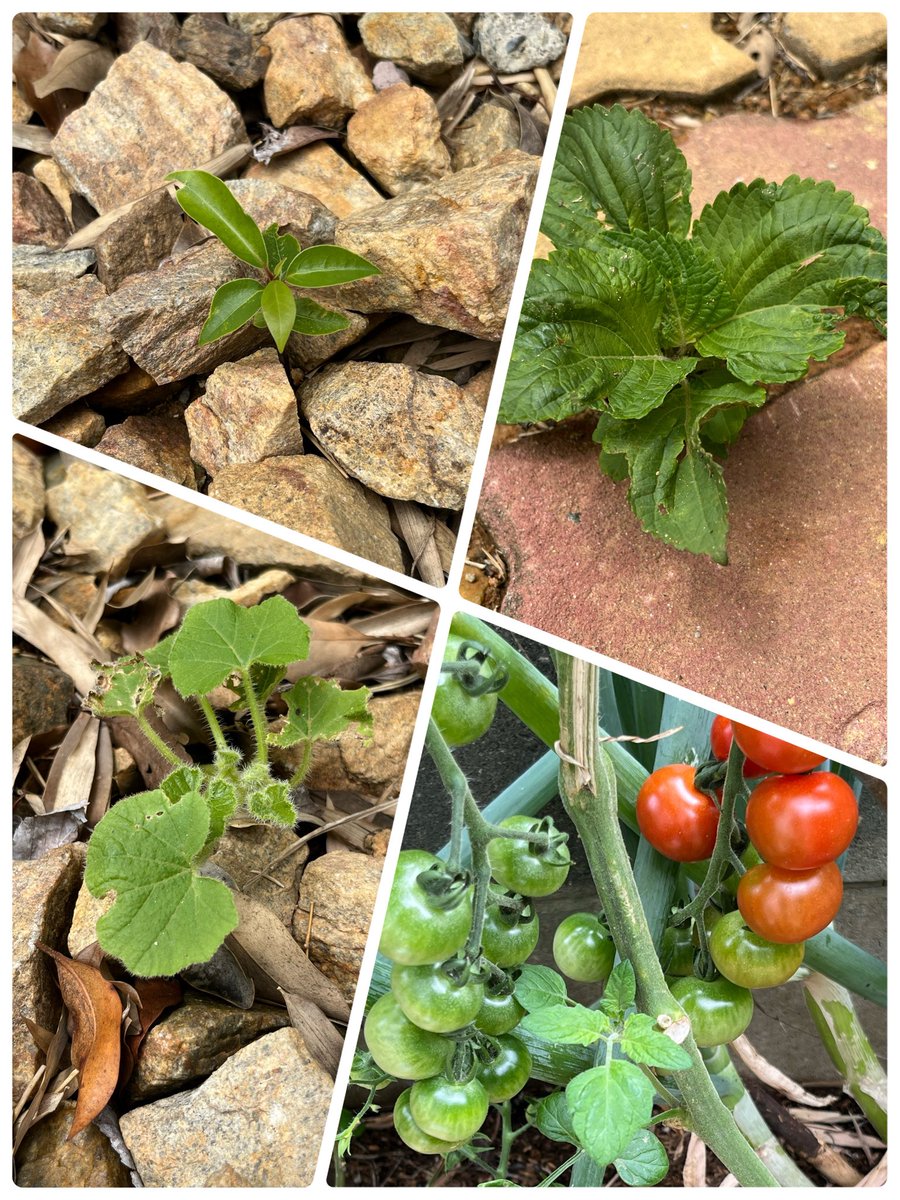 silver_noaa's tweet photo. 植えた子、強く生きたい子、そして森を取り戻したい子🌱トマト元値取れたね👍何よりも香りが美味しい🤤 https://t.co/9AvXHZY52C
