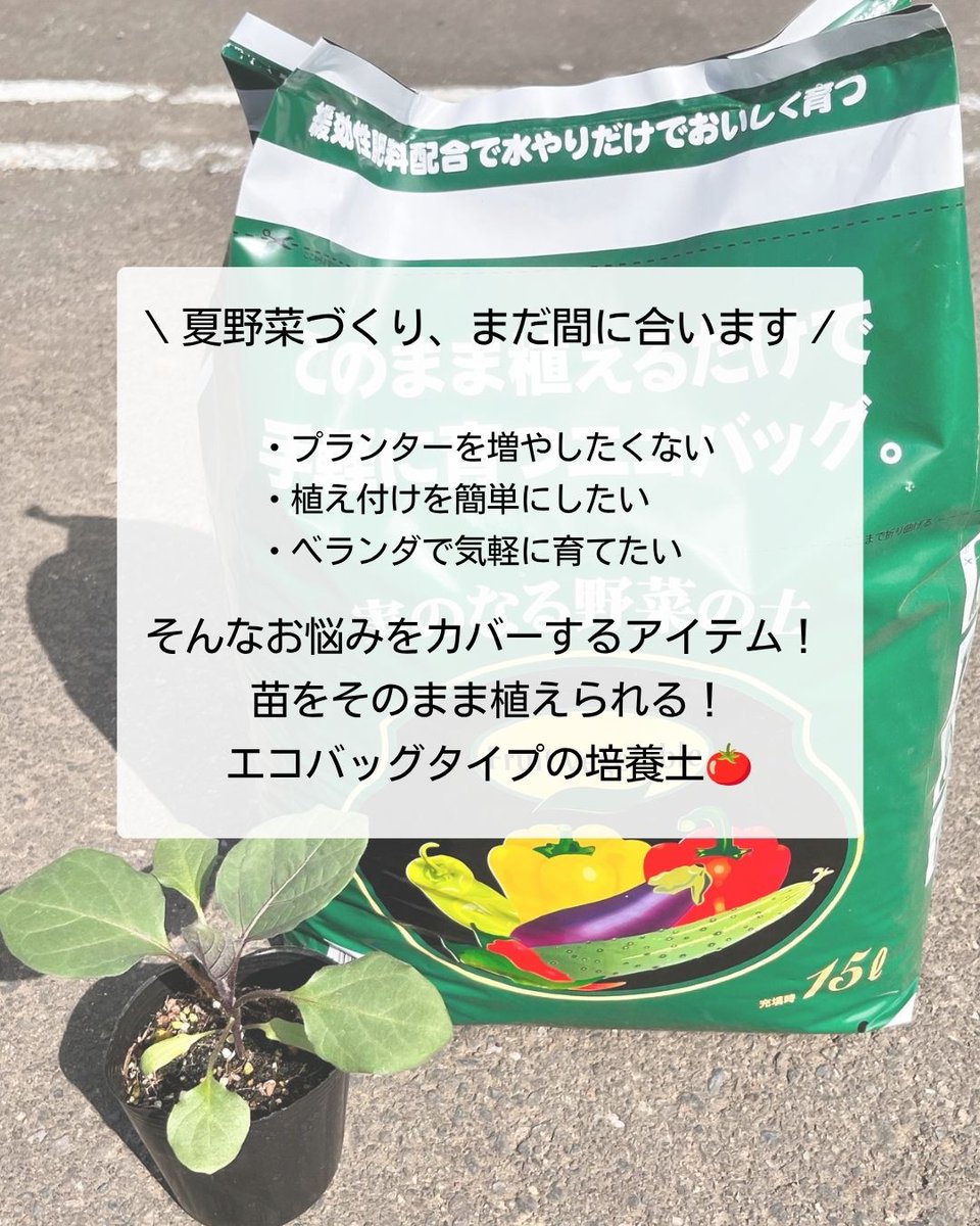 setogaharakaen's tweet photo. 🌱まだ間に合う！夏野菜づくり🌱

プランター不要！
袋のまま植えられるエコバッグシリーズ✨
トマトやナス、ピーマンなどの夏野菜栽培を手軽に始められます🍅
余った苗の植え付け先にもおすすめ😊
🔗 https://t.co/J5uRLWFmjy
#家庭菜園 #夏野菜 #ベランダ菜園 #瀬戸ヶ原花苑 https://t.co/pIJIQvlMEw