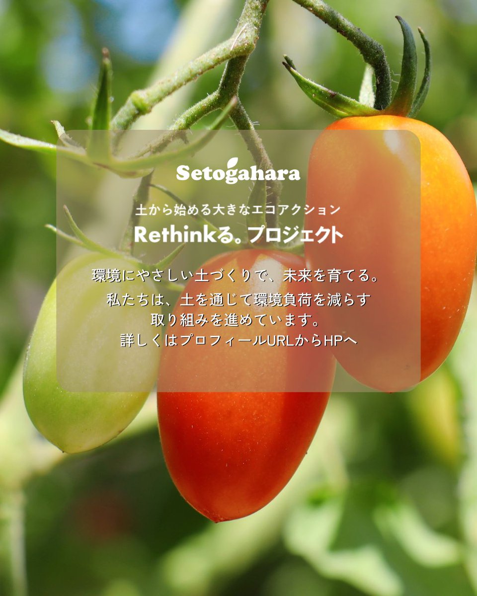 setogaharakaen's tweet photo. 🌱まだ間に合う！夏野菜づくり🌱

プランター不要！
袋のまま植えられるエコバッグシリーズ✨
トマトやナス、ピーマンなどの夏野菜栽培を手軽に始められます🍅
余った苗の植え付け先にもおすすめ😊
🔗 https://t.co/J5uRLWFmjy
#家庭菜園 #夏野菜 #ベランダ菜園 #瀬戸ヶ原花苑 https://t.co/pIJIQvlMEw