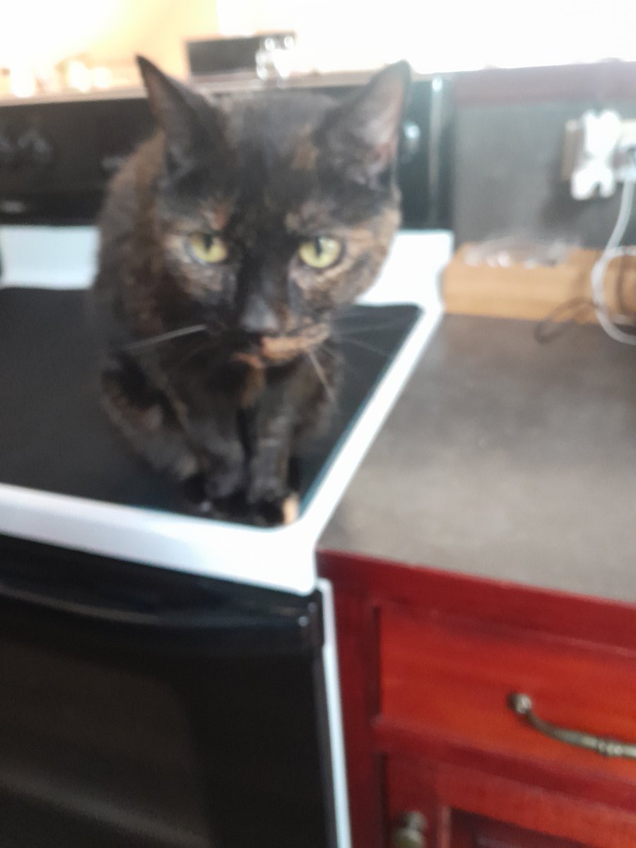 AmyYanni's tweet photo. @jacquie_rn Love dogs. Had two retired racing greyhounds and a lab/border collie mutt (total frat dog, with a touch of anxiety-needed to keep everyone together). Condo life is 2 cats...but I carry dog treats for my regulars on walks and new friends. https://t.co/JH118Dq7i2