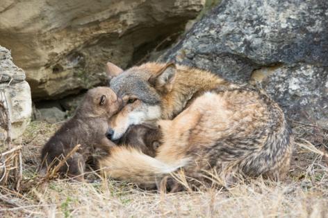 AmUmbria's tweet photo. Idaho’s wolves &amp; pups are being killed year-round hunting &amp; trapping, snares, night-hunting technologies &amp; financial incentives/bounties funded in part by the state.  Now even cyanide poison devices are returning to public lands. https://t.co/PnHRJNa9Wq