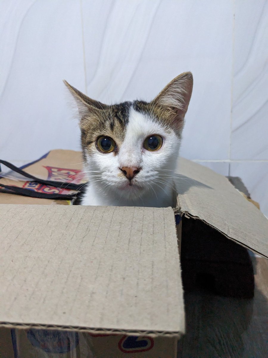 floefleur's tweet photo. semalem pulang dr sby buka kamar dia udh duduk di kasur. ternyata kamu pamitan ya😔🥀💔  maaf ya babumu suka ngomel kalo kamu pipis sembarangan. you were loved, forever and always🤍 https://t.co/XrKqMb052T