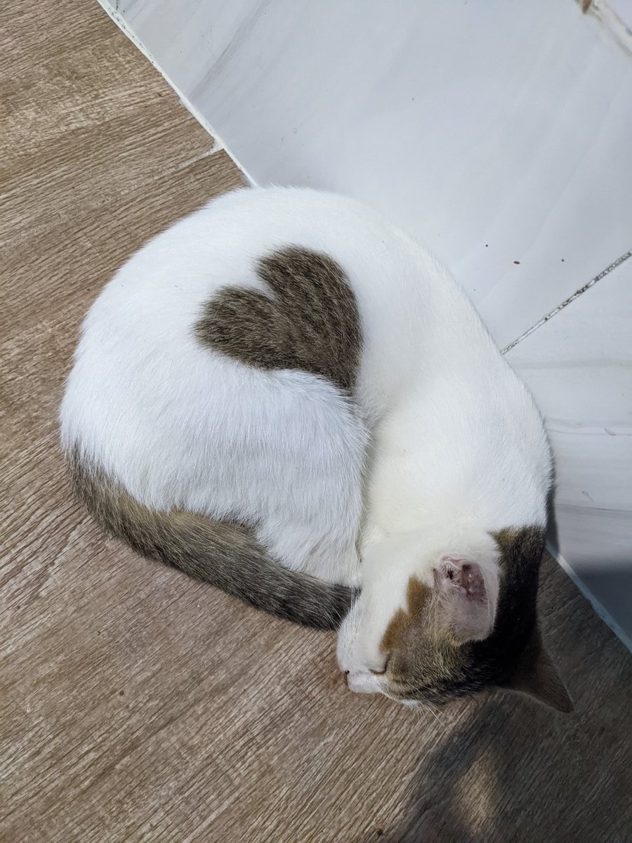 floefleur's tweet photo. semalem pulang dr sby buka kamar dia udh duduk di kasur. ternyata kamu pamitan ya😔🥀💔  maaf ya babumu suka ngomel kalo kamu pipis sembarangan. you were loved, forever and always🤍 https://t.co/XrKqMb052T