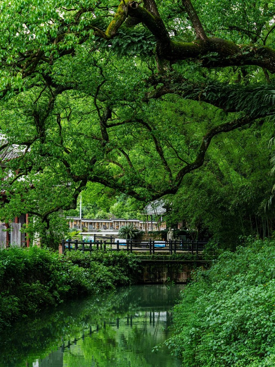 dfhmdfhm's tweet photo. 大美中國🇨🇳麗水，在群山環繞間走進大自然，更甚者住進大自然，體驗真正的野奢度假 https://t.co/8j8cVPkVoa