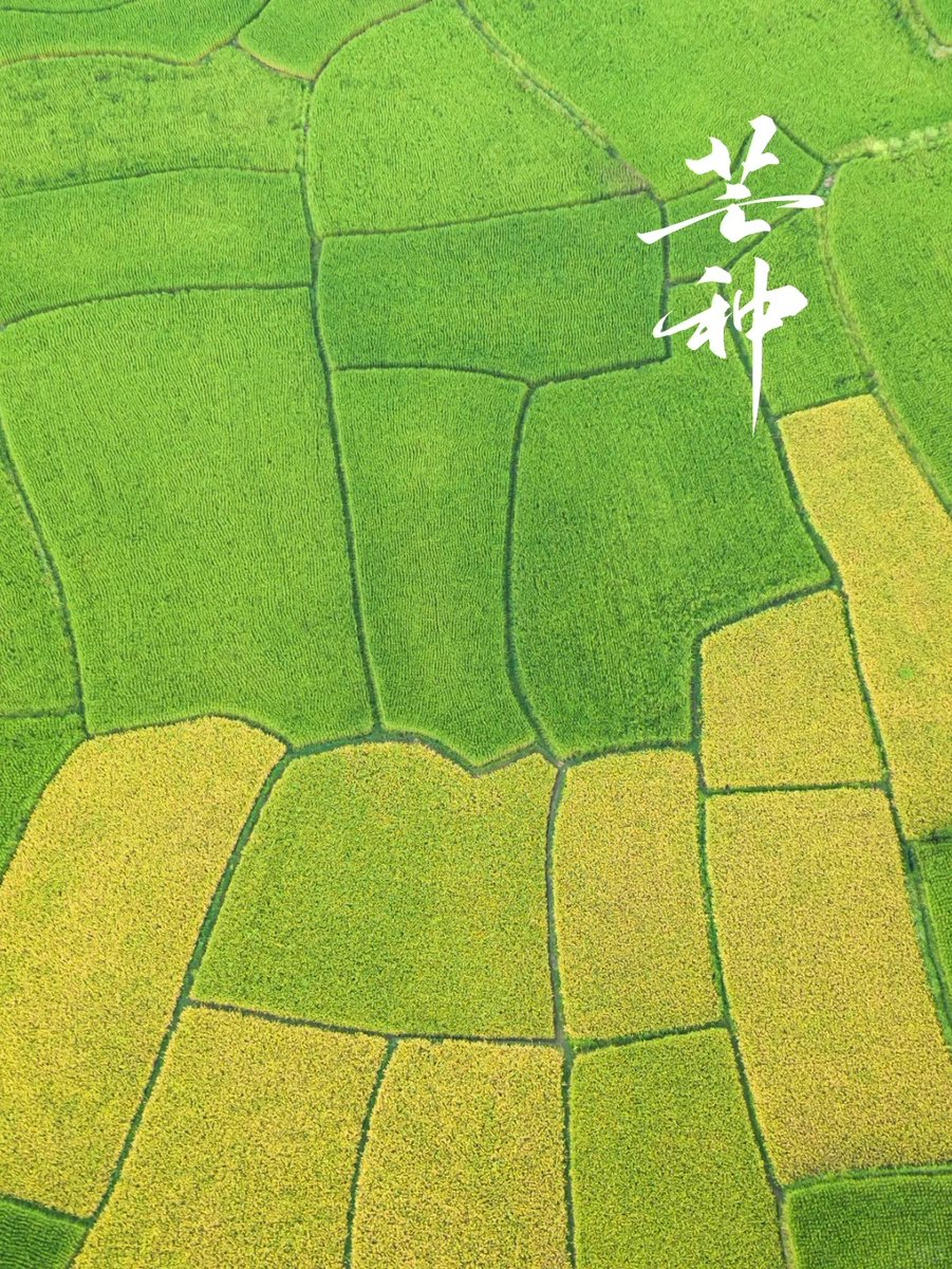 lium199's tweet photo. 芒种·人间仲夏来！ 
#二十四节气 #高考 #上岸 #芒种 https://t.co/wQmMStHaUI