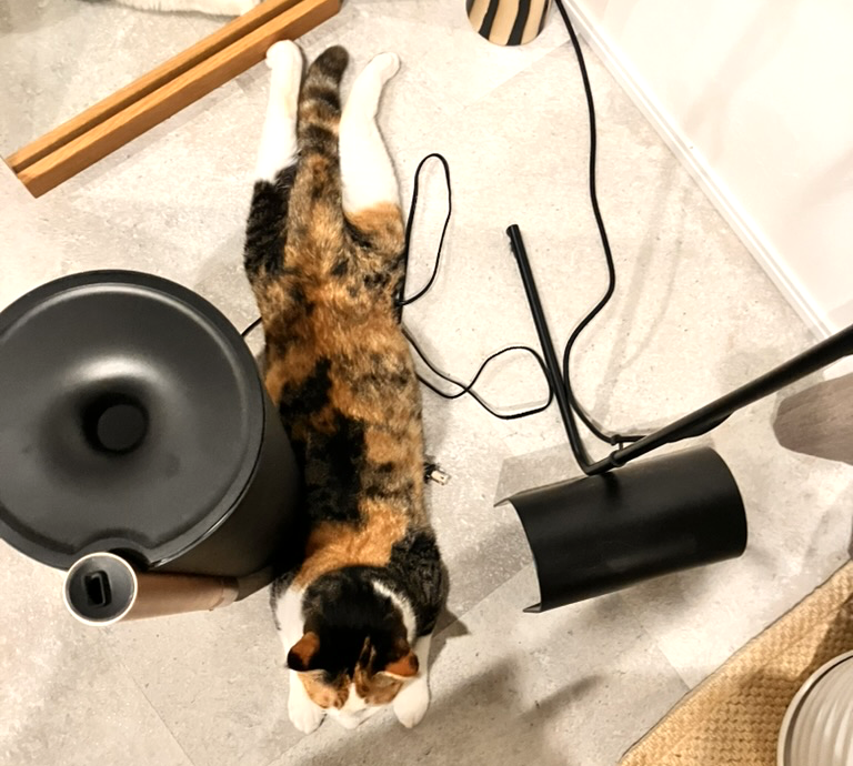 ColorKihara's tweet photo. おはようございます^ơωơ^
元気にしておるのですが、仕事と息子の胃腸炎でバタバタで回れてなくて🥲💦
癒しのうーちゃんおいときますので、癒されてくだされ🥹 https://t.co/J6OeuOtTSy