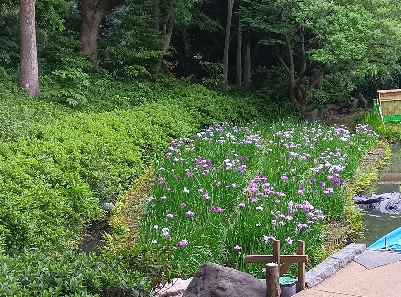 KiyosumiTeien's tweet photo. 🟪花菖蒲と遊ぶ🟪≪花菖蒲田全体の7割程度の咲き具合≫
花菖蒲田の橋の架替え工事中のため 仮囲いを設置しており見にくい状況ではありますが 南側の菖蒲田が見ごろです🟣
-----
📣#期間限定「清澄茶屋」は 6月7日(日)まで🍵
-----
💁涼亭は集会場です
ご使用方法はこちらから☑️https://t.co/HU3CLpAUfa https://t.co/yXCYXtL2S5
