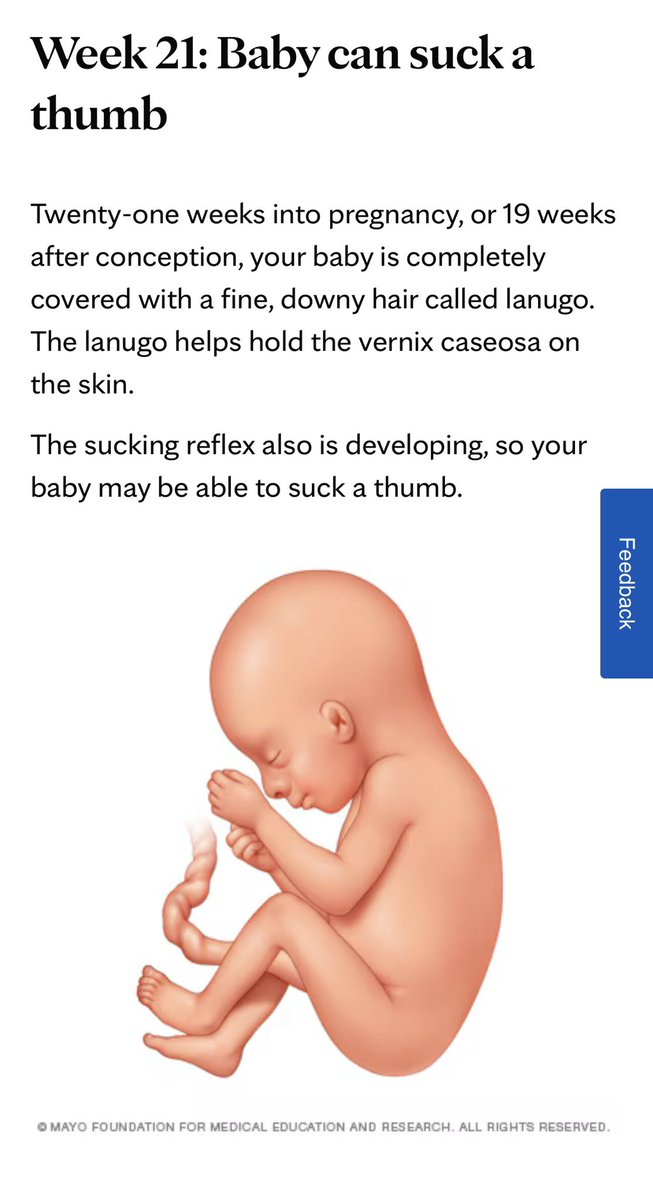 PwnyRides's tweet photo. @McJuggerNuggets According to your page, she was half-way along, 21 weeks. 

Your baby was ripped limb by limb.

It could hear, feel, taste, suck its thumb, and survive outside of the womb. https://t.co/Y3CDpT97al